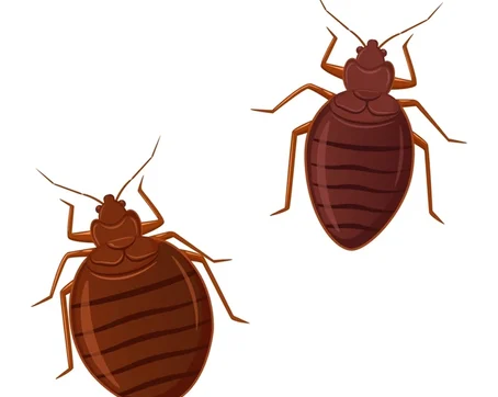 Have You Filed your Annual Bedbug Report If not, you may have an HPD Violation