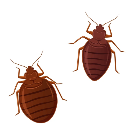 Have You Filed your Annual Bedbug Report If not, you may have an HPD Violation